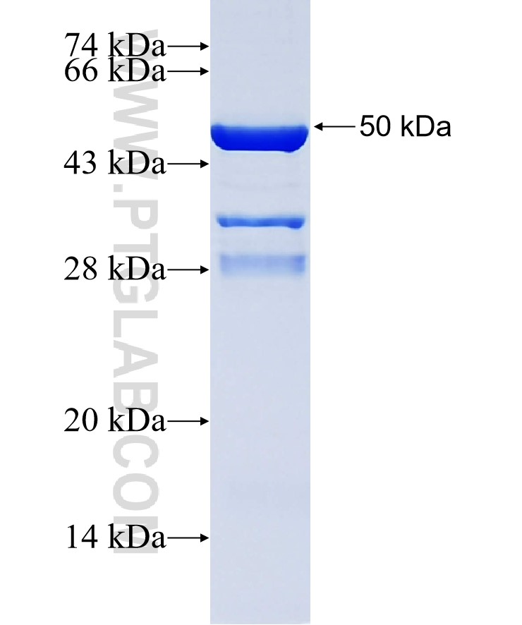 COL6A3-Specific fusion protein Ag34752 SDS-PAGE