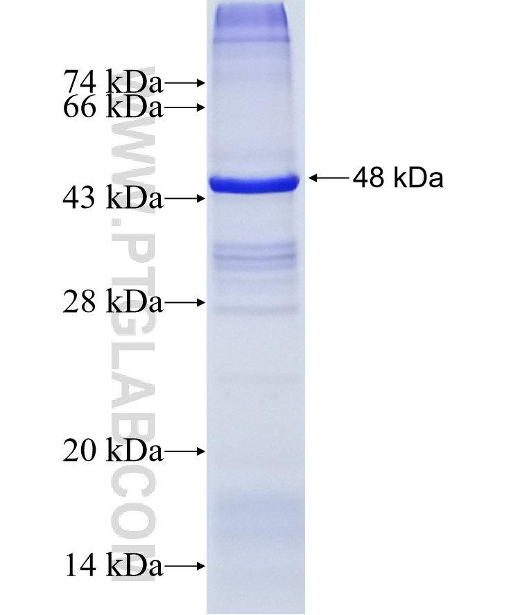 COLEC10 fusion protein Ag15895 SDS-PAGE
