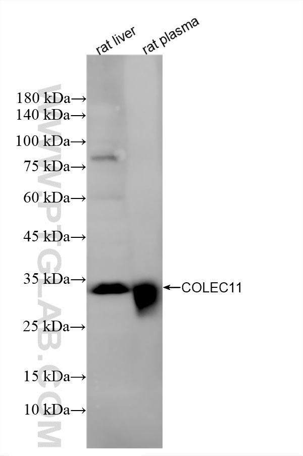 Various lysates were subjected to SDS PAGE followed by western blot with 87193-1-RR (COLEC11 antibody) at dilution of 1:1000 incubated at room temperature for 1.5 hours. WB analysis using 87193-1-RR