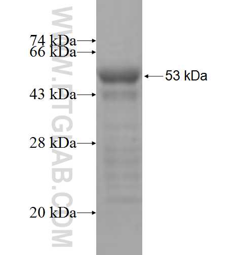 COLEC11 fusion protein Ag7374 SDS-PAGE