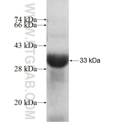 COLEC11 fusion protein Ag8583 SDS-PAGE