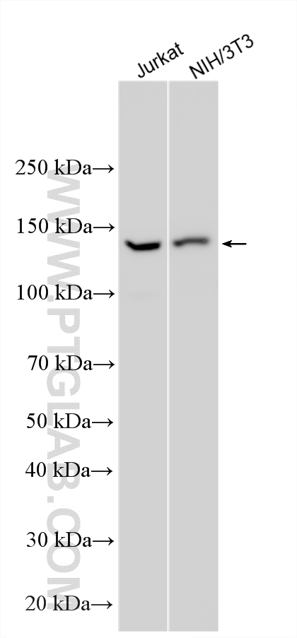Various lysates were subjected to SDS PAGE followed by western blot with 34055-1-AP (COLEC12 antibody) at dilution of 1:2000 incubated at room temperature for 1.5 hours. WB analysis using 34055-1-AP