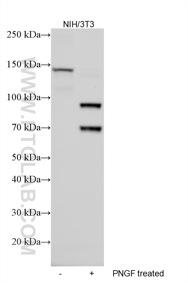 Various lysates were subjected to SDS PAGE followed by western blot with 34055-1-AP (COLEC12 antibody) at dilution of 1:2000 incubated at room temperature for 1.5 hours. WB analysis using 34055-1-AP