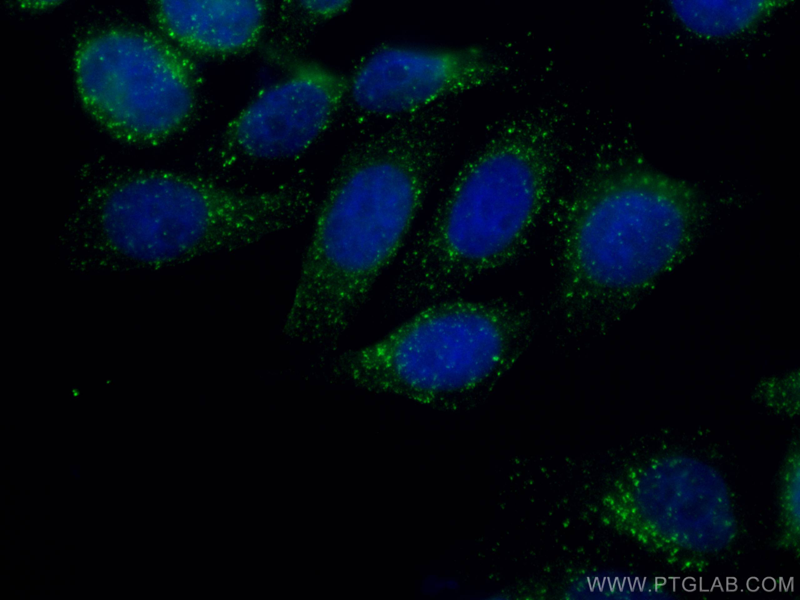 IF Staining of HepG2 using 67016-1-Ig (same clone as 67016-1-PBS)