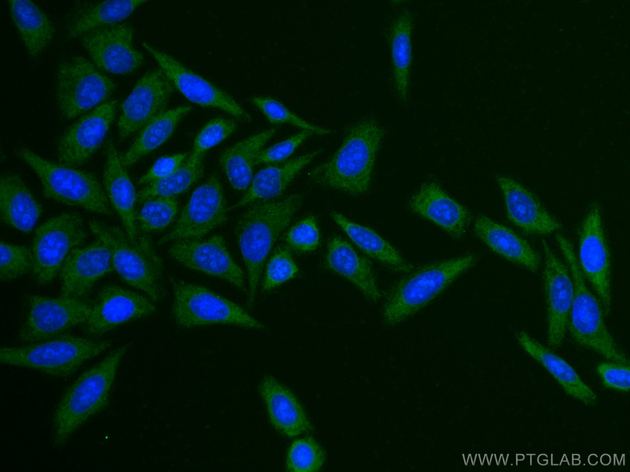 IF Staining of HepG2 using CL488-11938