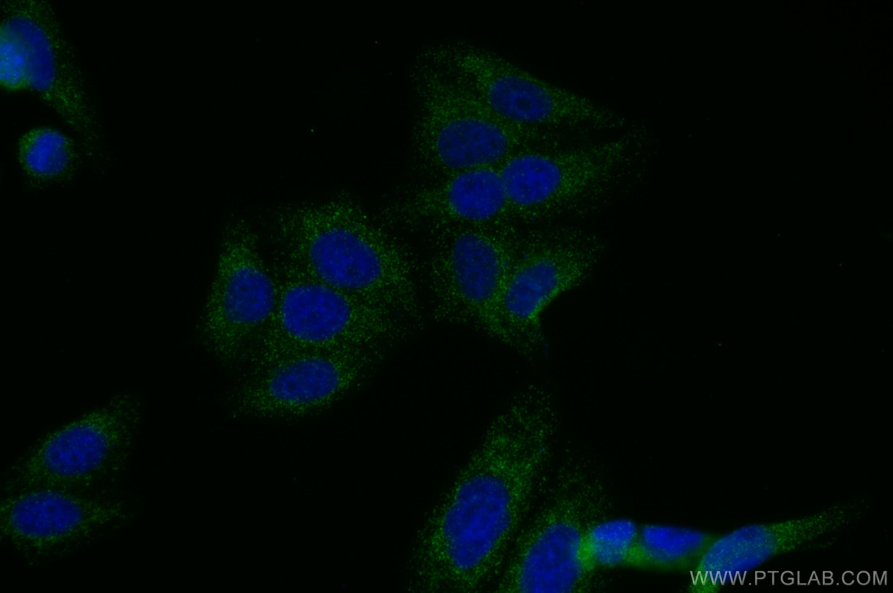 IF Staining of HepG2 using CL488-67016