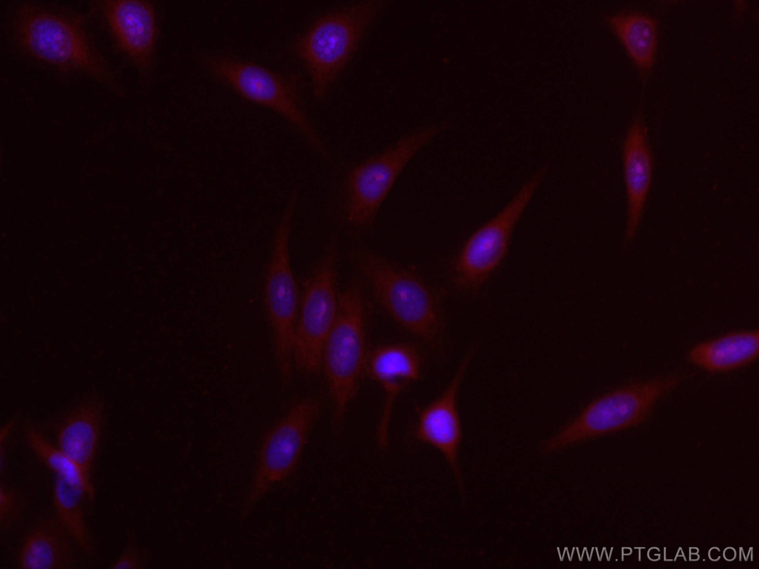 IF Staining of HepG2 using CL594-11938