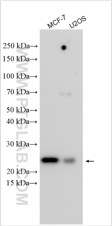 WB analysis using 31333-1-AP
