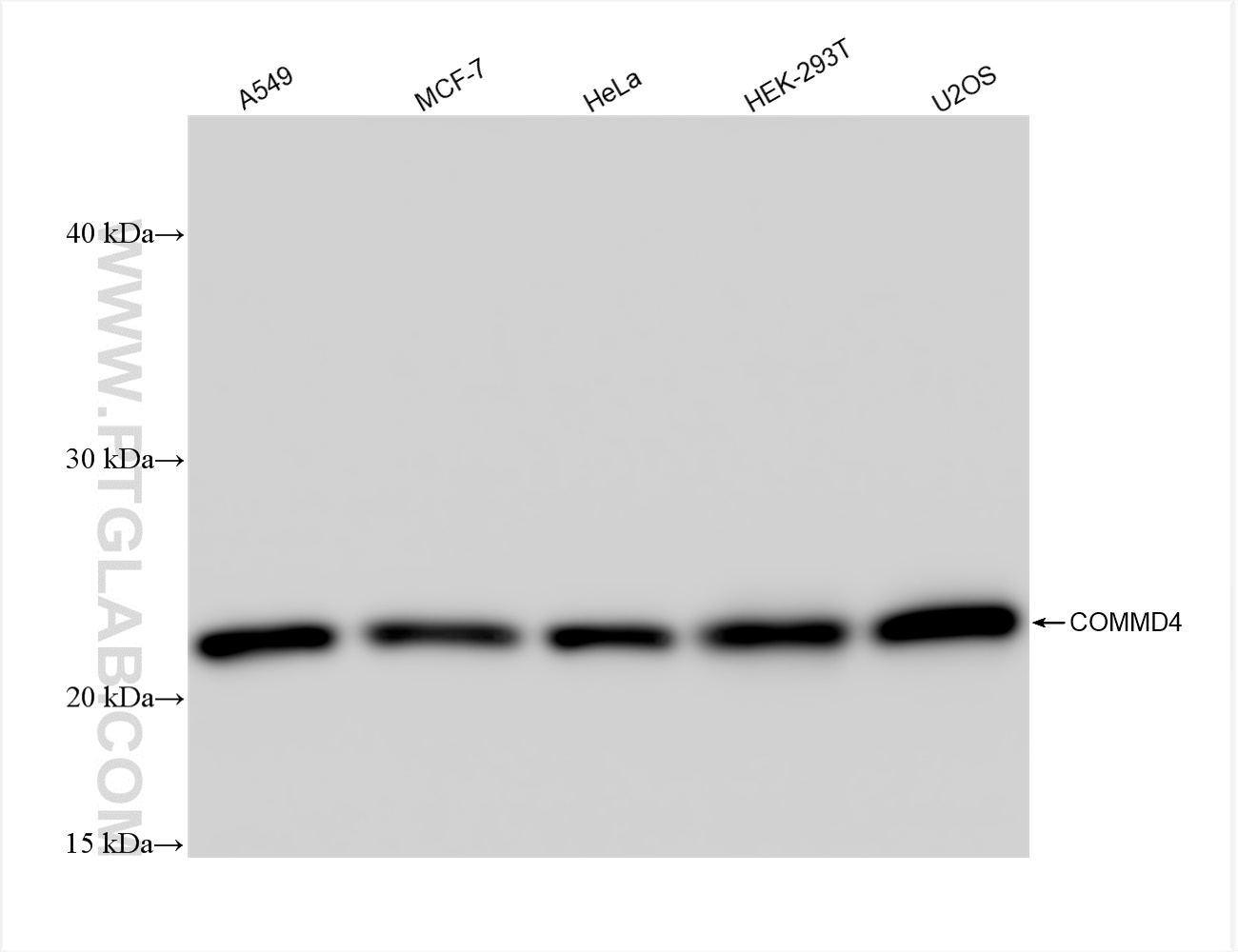 WB analysis using 84664-3-RR