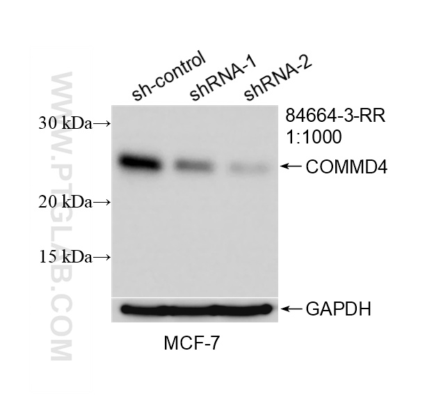 WB analysis of MCF-7 using 84664-3-RR
