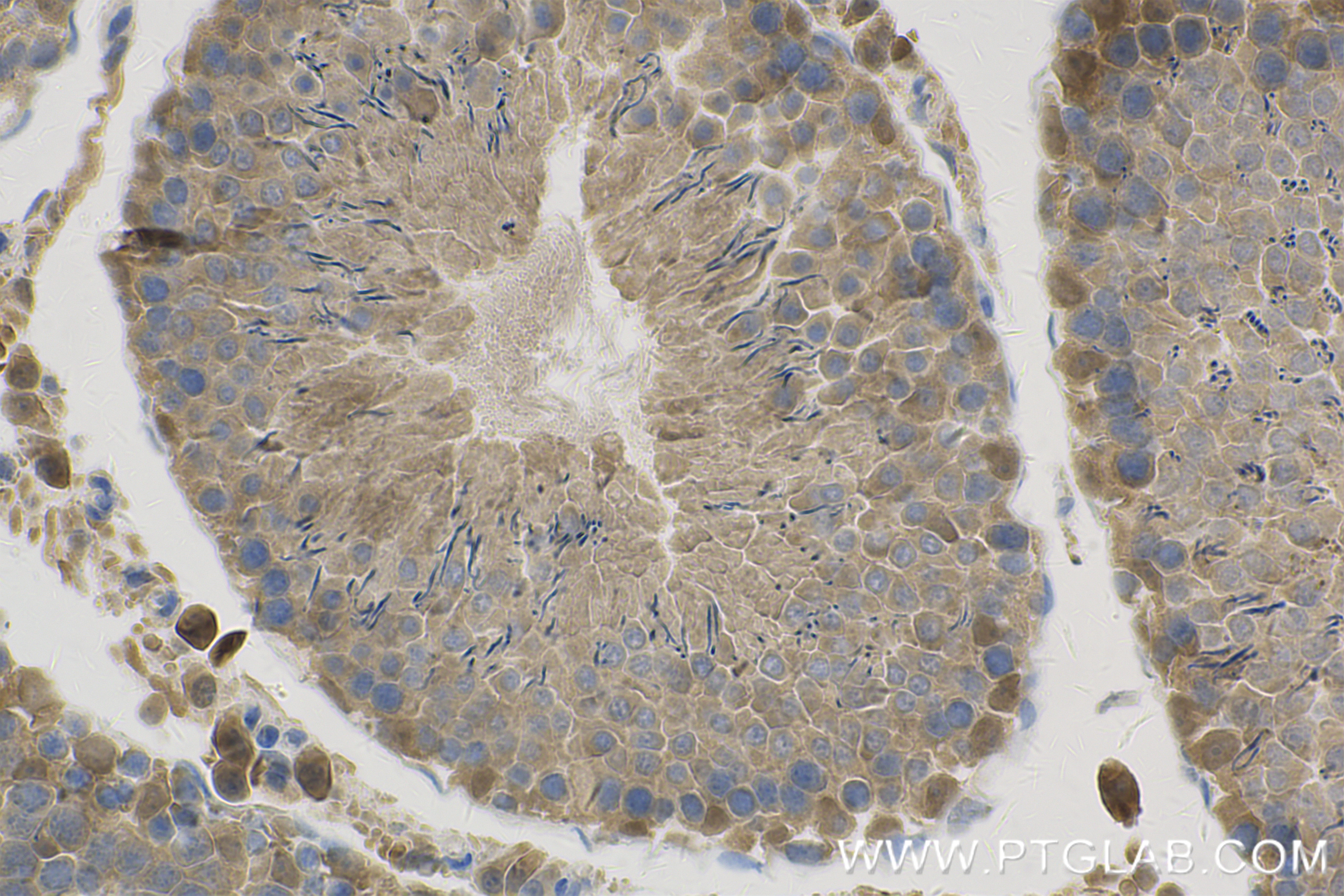 IHC staining of rat testis using 84664-4-RR