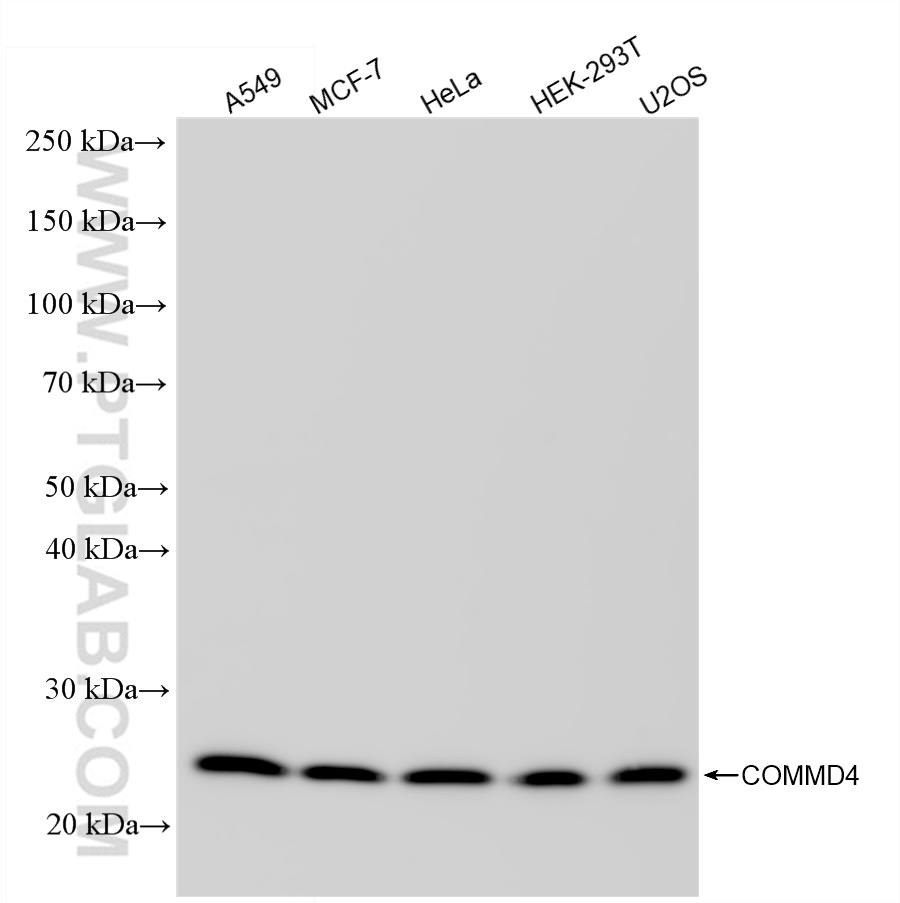 WB analysis using 84664-4-RR