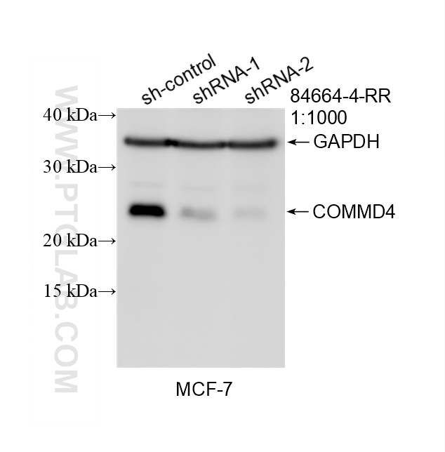 WB analysis of MCF-7 using 84664-4-RR