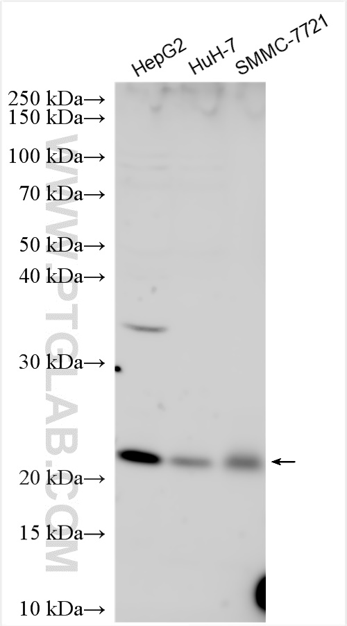 WB analysis using 26361-1-AP