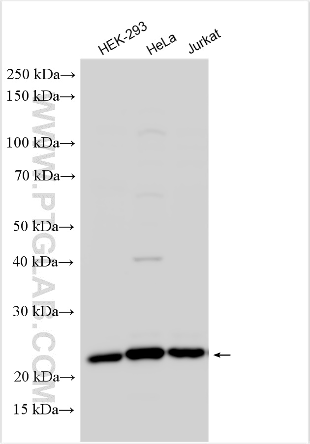 WB analysis using 31112-1-AP