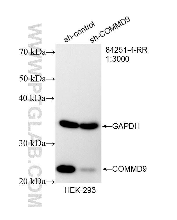 WB result of COMMD9 antibody (<a class='green' href='/productredirect?CatalogNo=84251-4-RR' target='_blank'>84251-4-RR</a>; 1:3000; incubated at room temperature for 1.5 hours) with sh-Control and sh-COMMD9 transfected HEK-293 cells. This data was developed using the same antibody clone with 84251-4-PBS in a different storage buffer formulation. WB analysis of HEK-293 using 84251-4-RR (same clone as 84251-4-PBS)