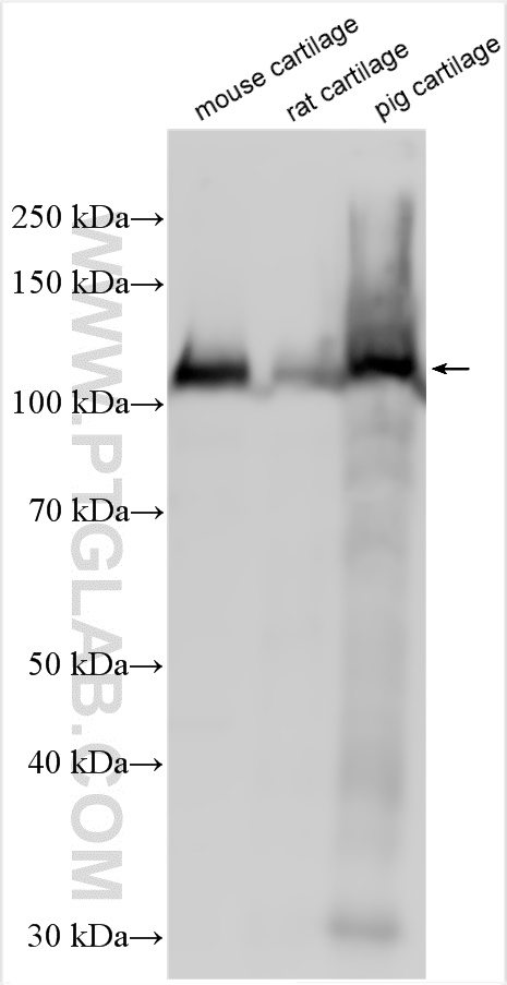 WB analysis using 28369-1-AP