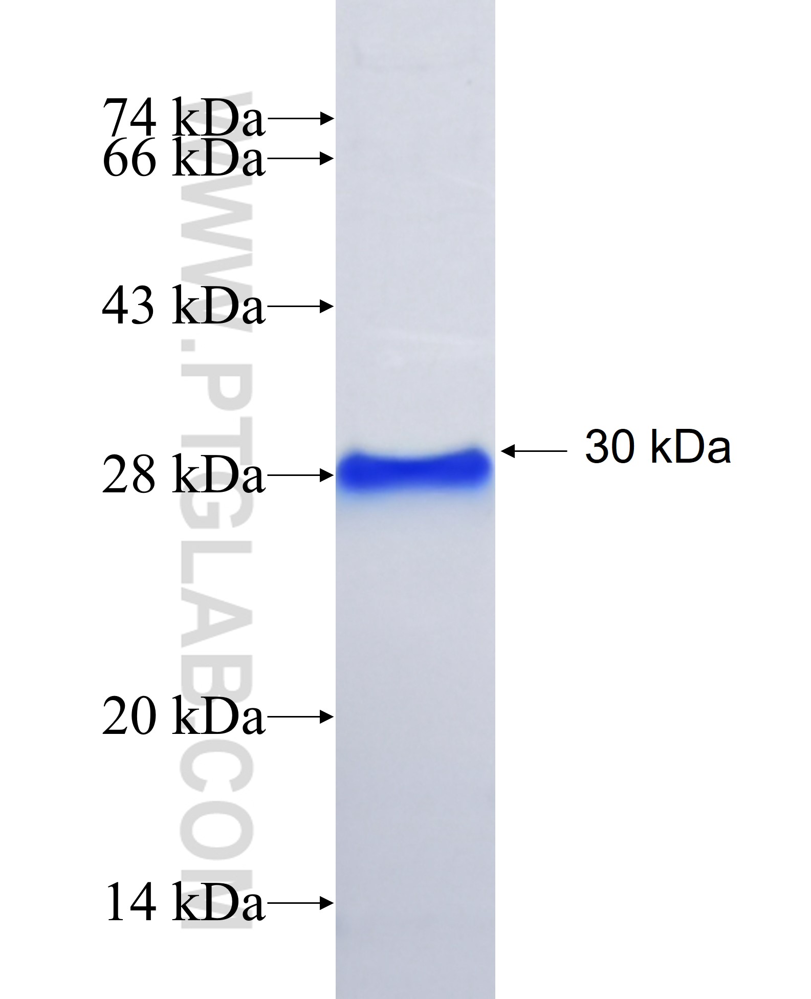 COMP fusion protein Ag28749 SDS-PAGE