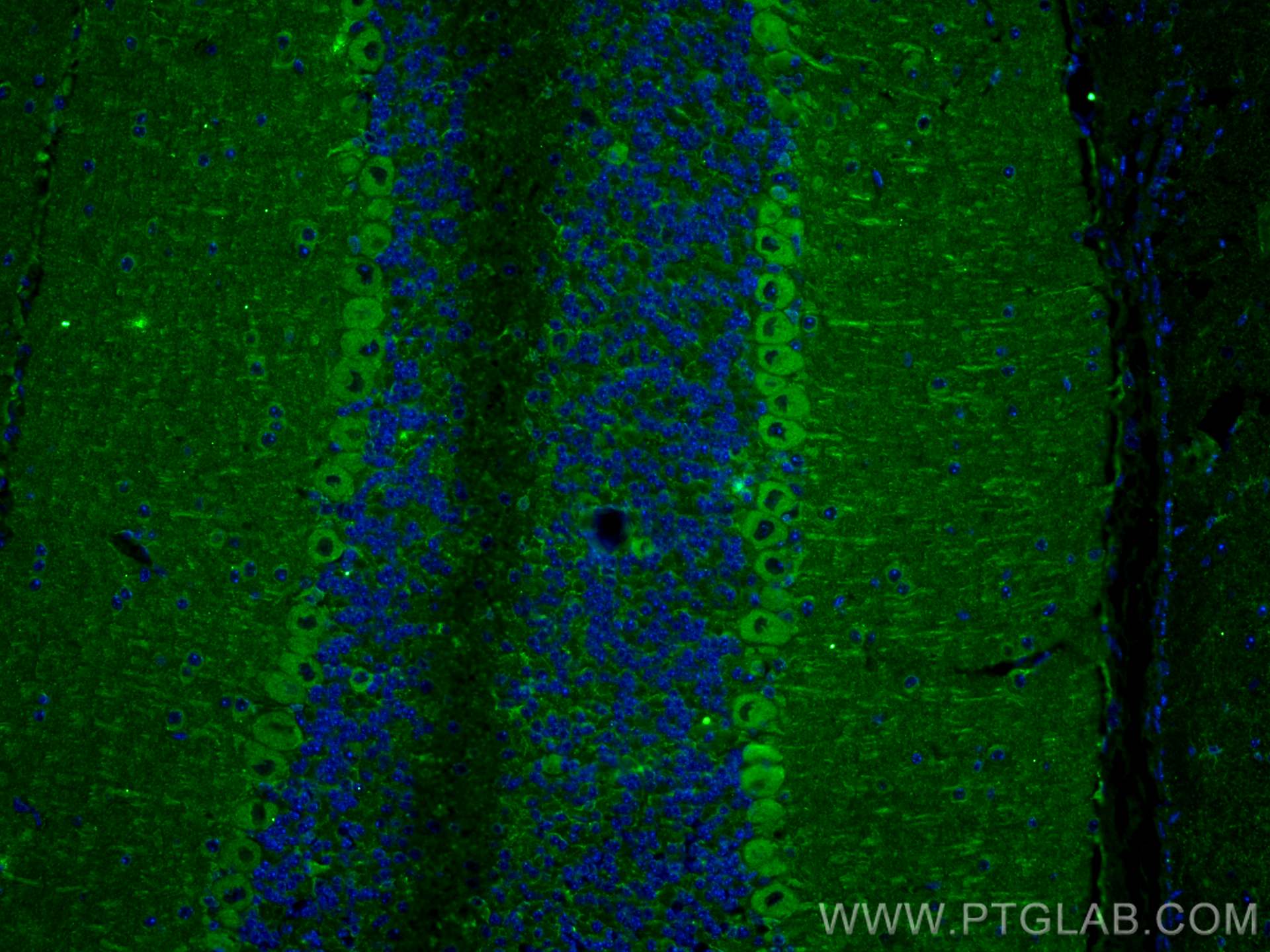 IF Staining of mouse cerebellum using 68181-1-Ig