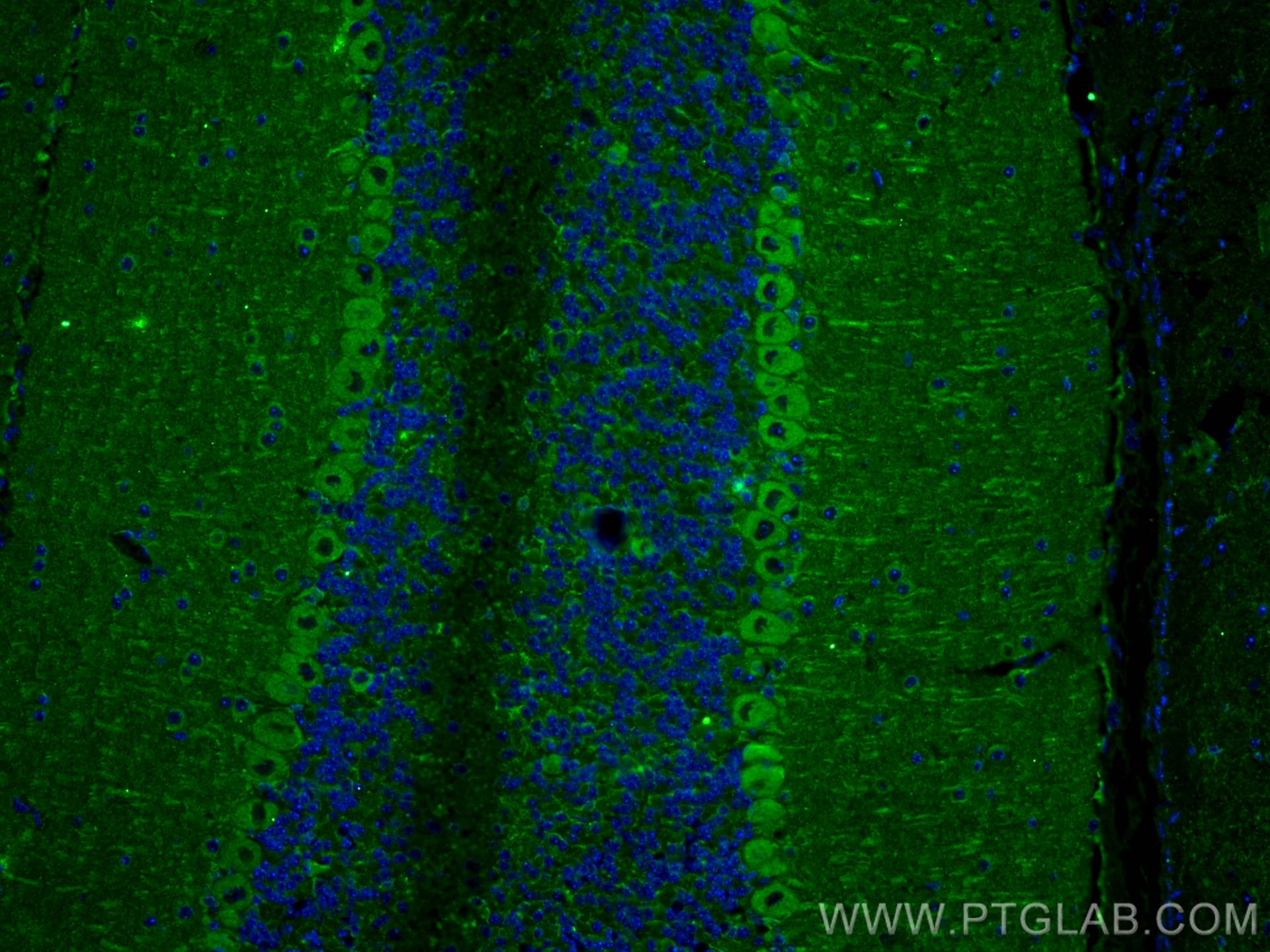 IF Staining of mouse cerebellum using 68181-1-Ig (same clone as 68181-1-PBS)
