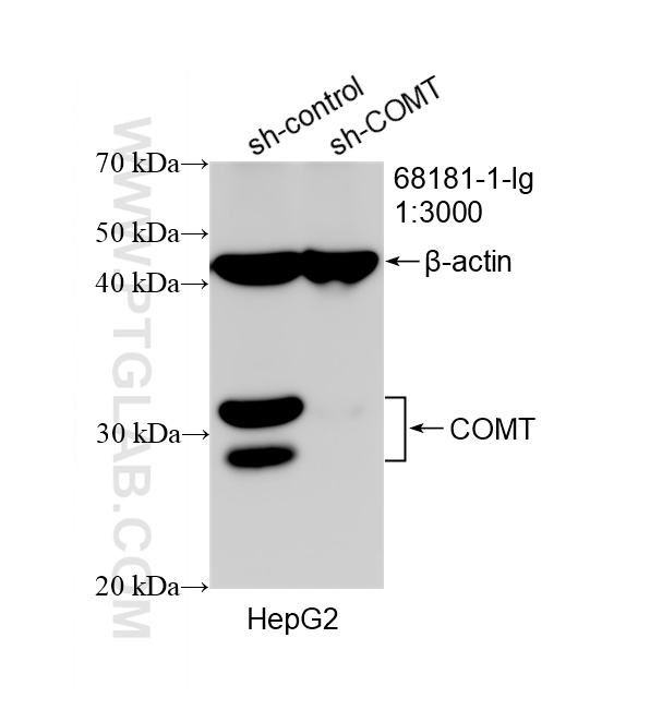 WB analysis of HepG2 using 68181-1-Ig
