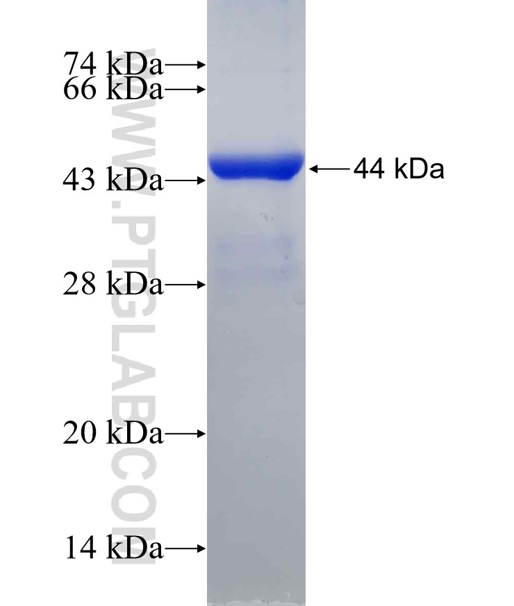 COMT fusion protein Ag6502 SDS-PAGE