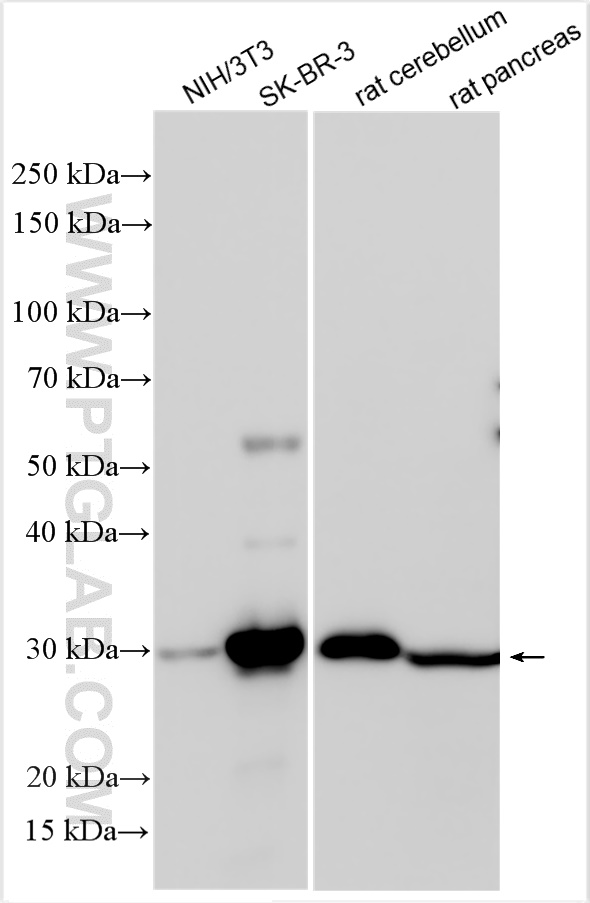 WB analysis using 31565-1-AP