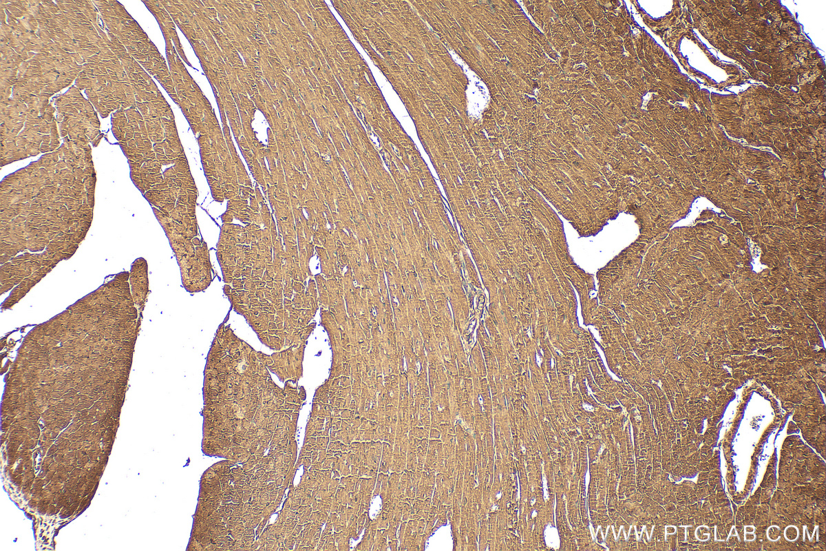 IHC staining of mouse heart using 28395-1-AP