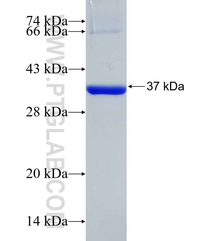 COPA fusion protein Ag34228 SDS-PAGE