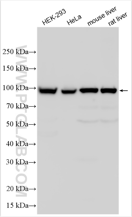 WB analysis using 27469-1-AP