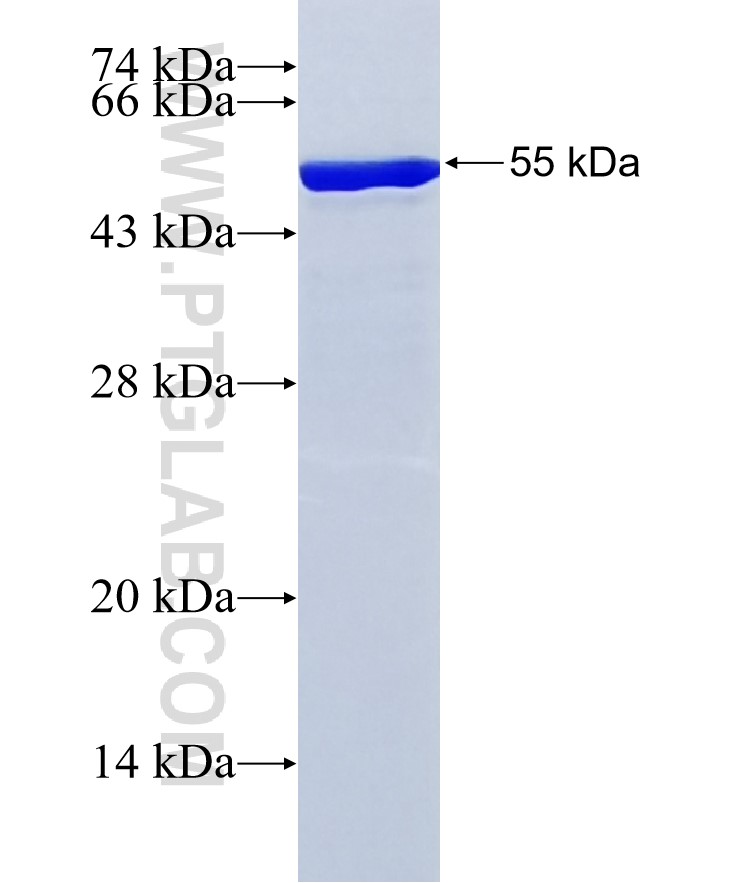 COPB1 fusion protein Ag26518 SDS-PAGE