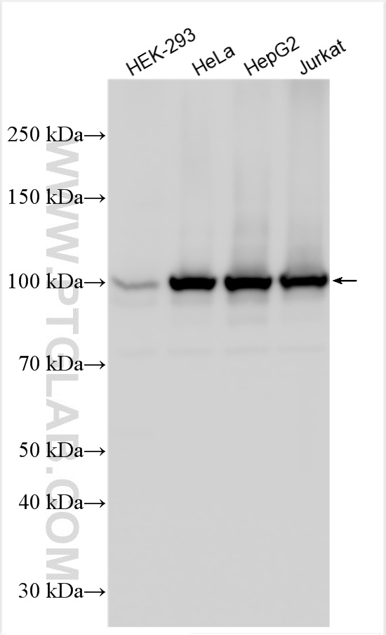 WB analysis using 14733-1-AP