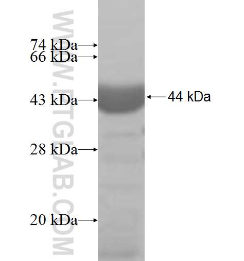 COPB2 fusion protein Ag6551 SDS-PAGE