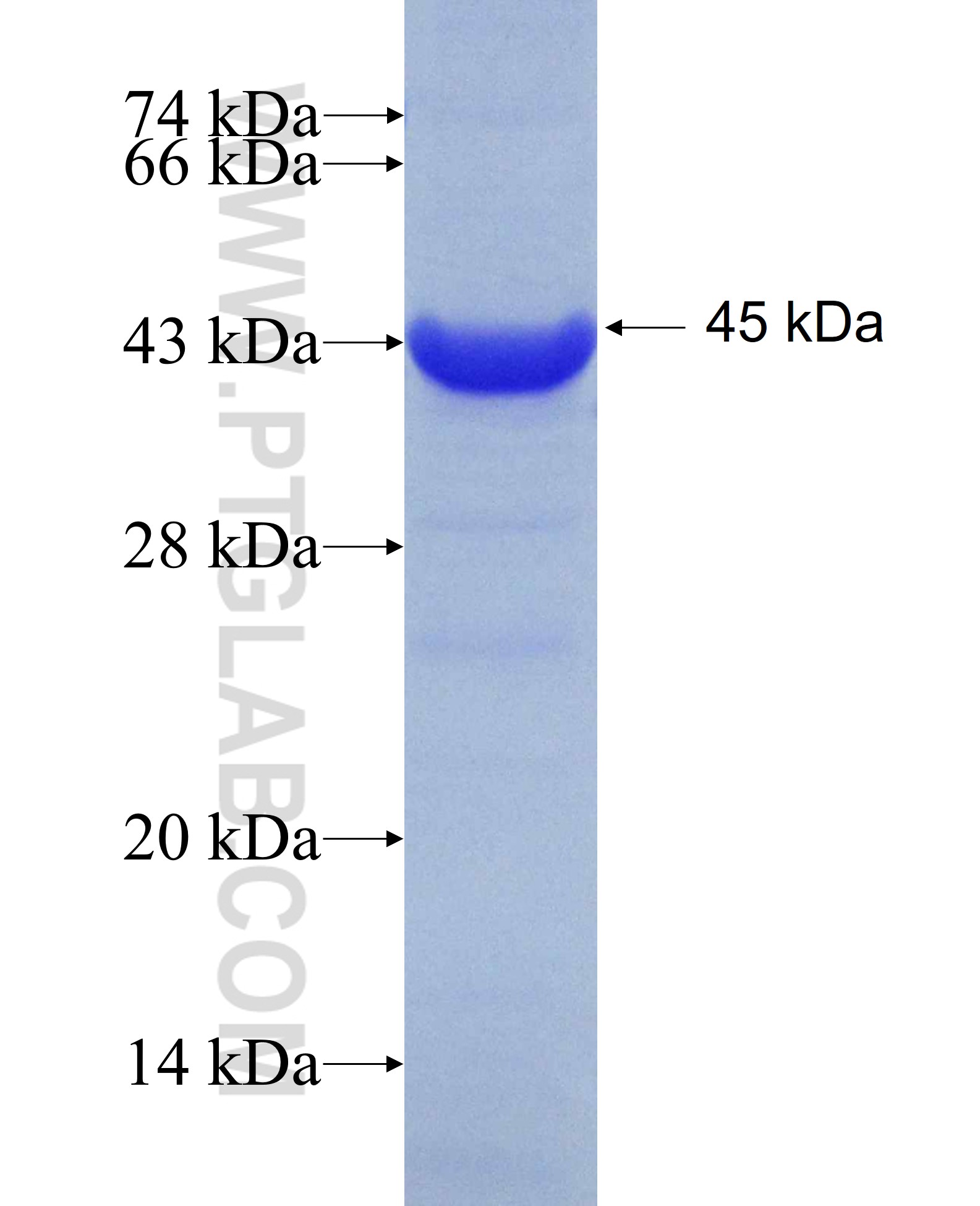 COPB2 fusion protein Ag6551 SDS-PAGE