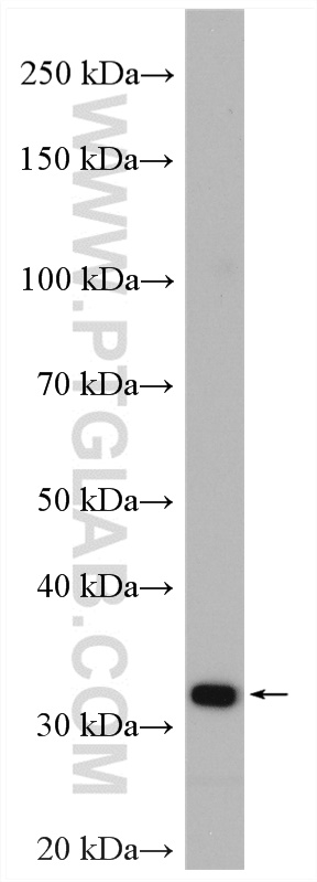 WB analysis of HEK-293 using 11457-1-AP