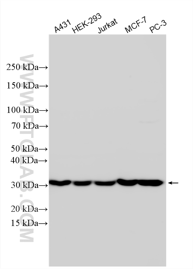 Various lysates were subjected to SDS PAGE followed by western blot with 11457-1-AP (COPE antibody) at dilution of 1:4000 incubated at room temperature for 1.5 hours. WB analysis using 11457-1-AP