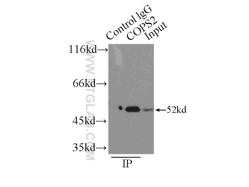 IP experiment of NIH/3T3 using 10969-2-AP