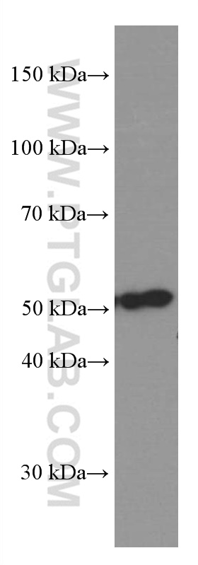 WB analysis of NIH/3T3 using 66435-1-Ig (same clone as 66435-1-PBS)