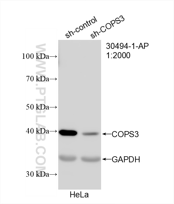 WB analysis of HeLa using 30494-1-AP