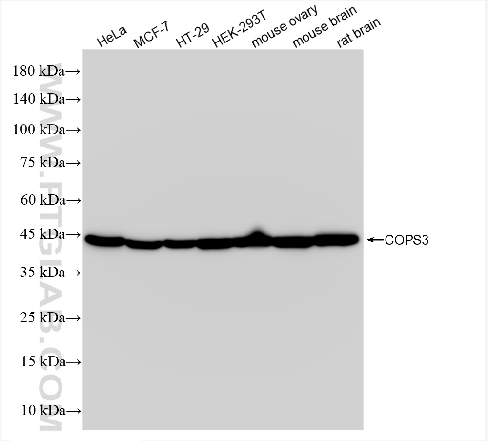 WB analysis using 83822-2-RR
