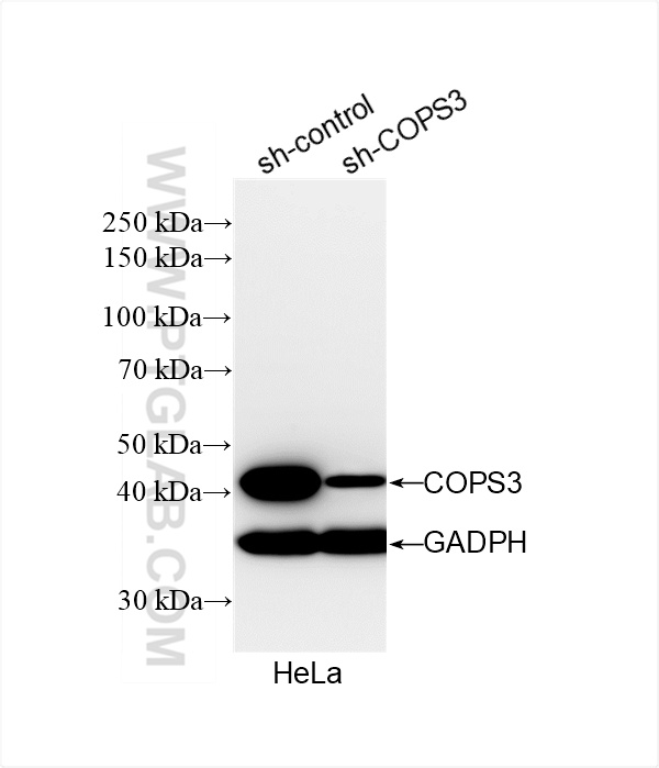 WB analysis of HeLa using 83822-2-RR (same clone as 83822-2-PBS)