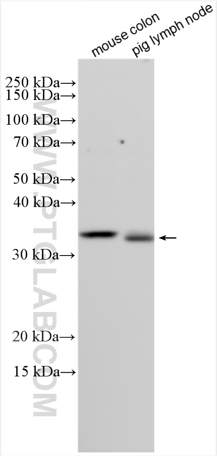 WB analysis using 10256-1-AP