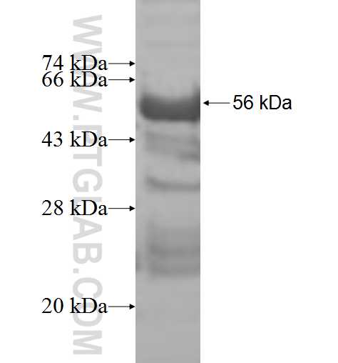 COPS7A fusion protein Ag9958 SDS-PAGE