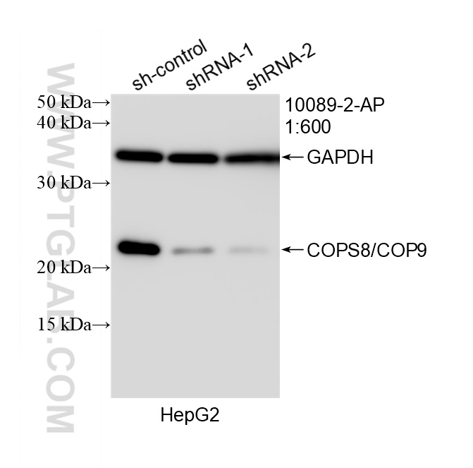 WB analysis of HepG2 using 10089-2-AP WB analysis of HepG2 using 10089-2-AP
