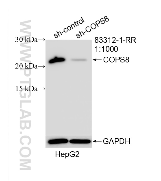 WB analysis of HepG2 using 83312-1-RR