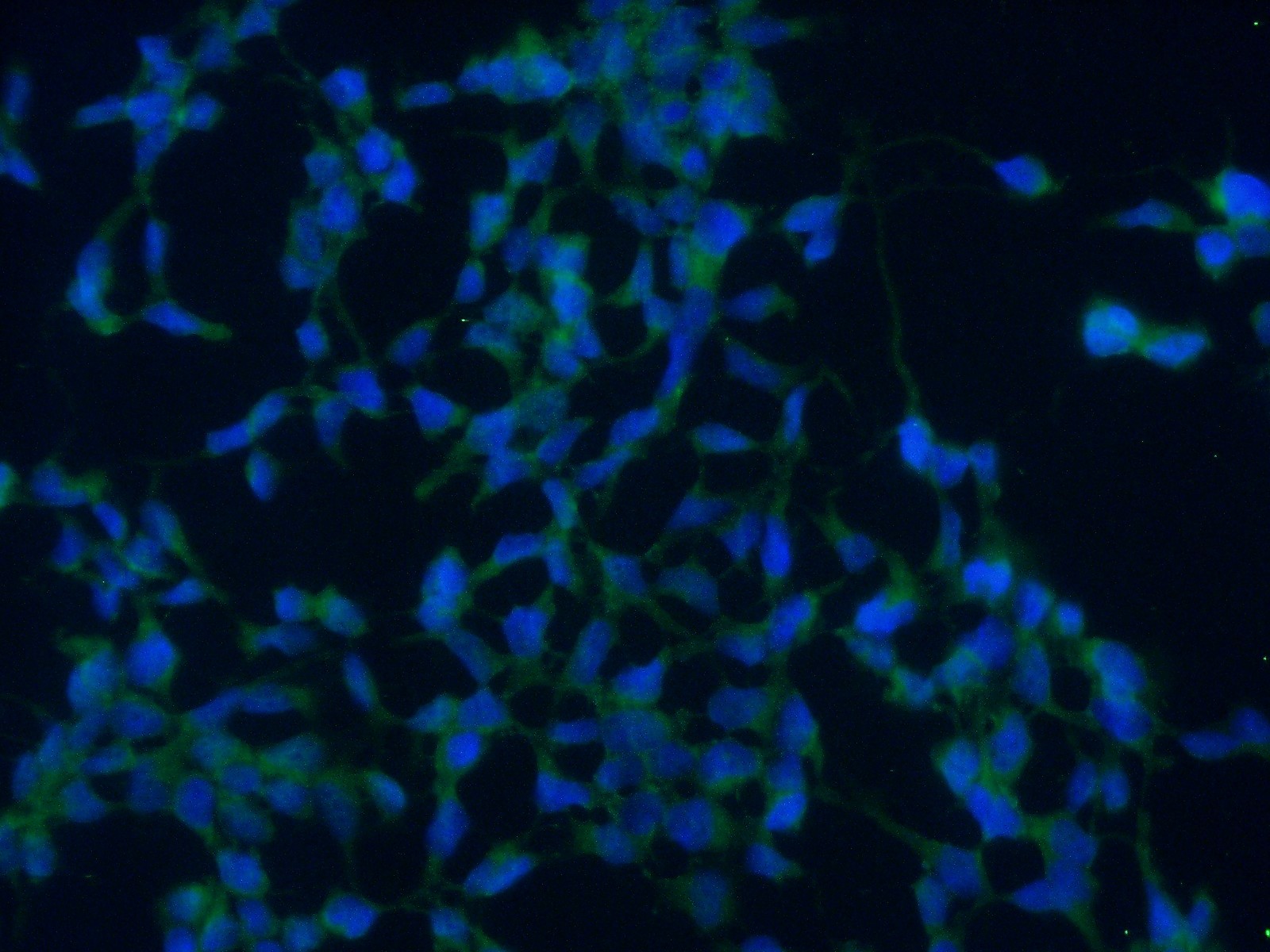 IF Staining of HEK-293 using 20440-1-AP