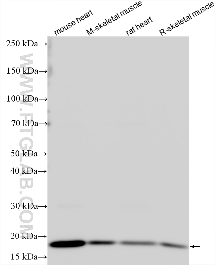 Various lysates were subjected to SDS PAGE followed by western blot with 17812-1-AP (COQ10A antibody) at dilution of 1:8000 incubated at room temperature for 1.5 hours. WB analysis using 17812-1-AP