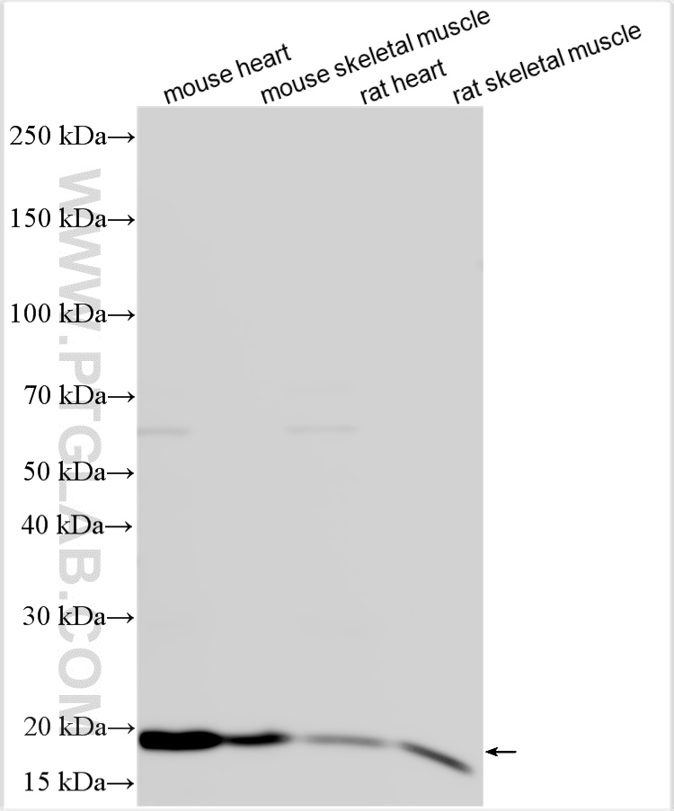 WB analysis using 29496-1-AP