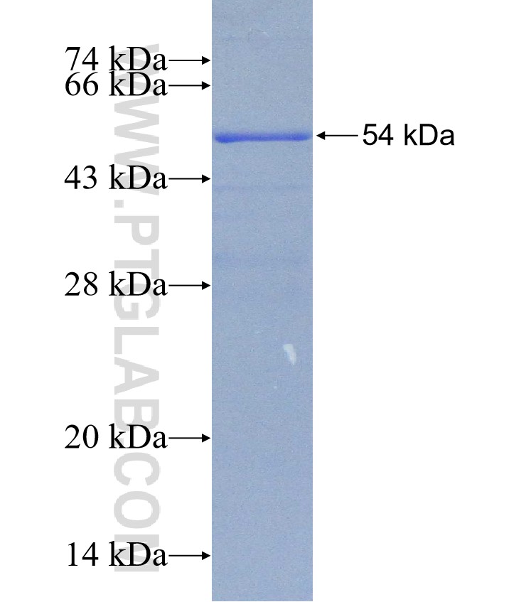 COQ10A fusion protein Ag31534 SDS-PAGE