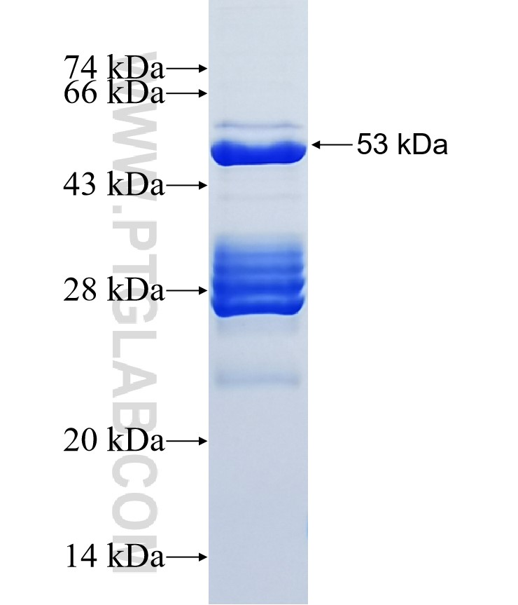 COQ10A fusion protein Ag12126 SDS-PAGE